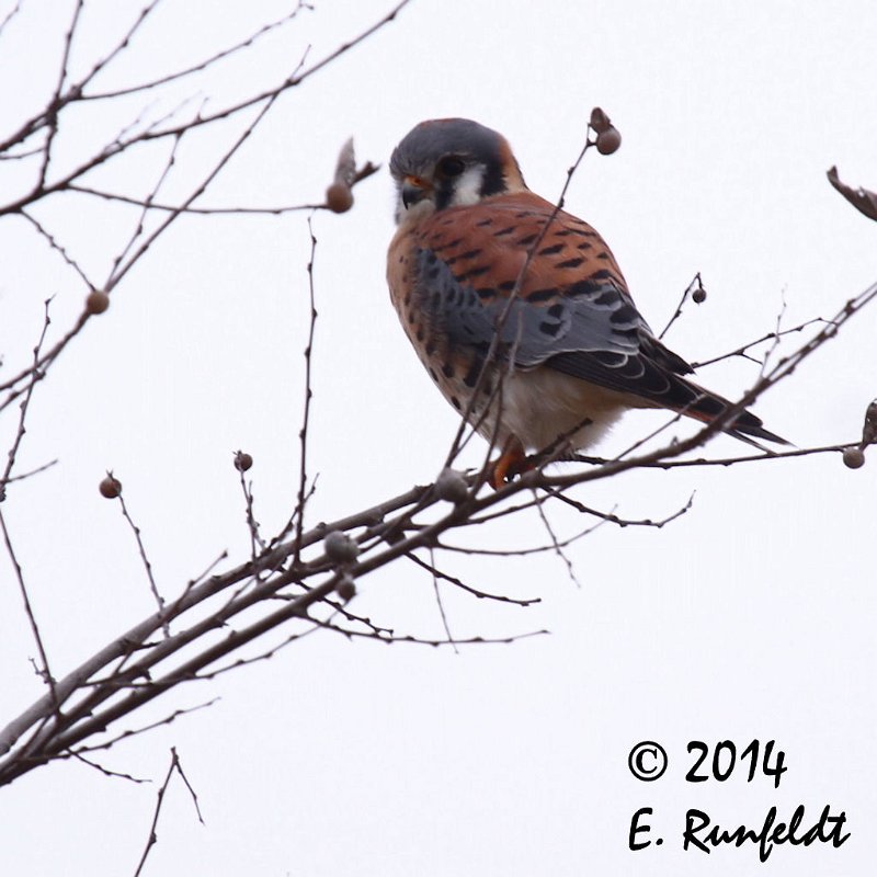 20Dec-CBC 691.jpg - American Kestrel